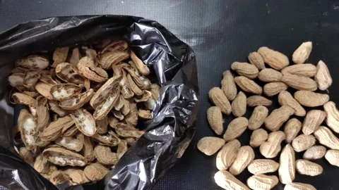 Boiled peanuts ready to eat Stock Footage 219521904