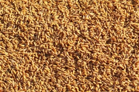 Boiled peddy Stock Photos