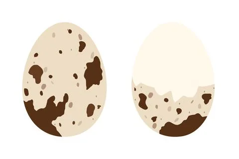 Boiled peeled quail egg. Flat vector illustration Stock Illustration