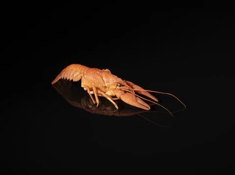 Boiled red crayfish is reflected in a black mirror surface Foto stock