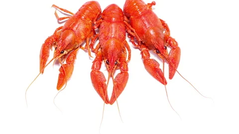 Boiled red crayfish on a white background slow motion. Stock Footage 160101459