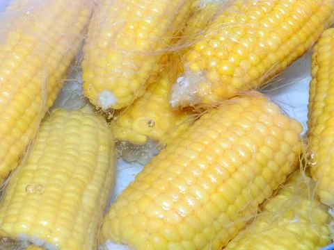 Boiled ripe corn Stock Photos