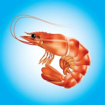 Boiled shrimp on blue Stock Illustration