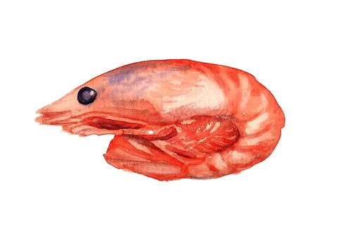 Boiled shrimp Stock Illustration