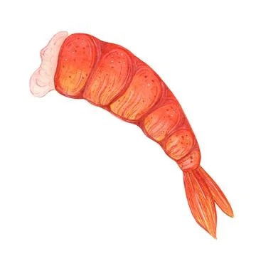 Boiled shrimp isolated on white background. Hand drawn watercolor Stock Illustration