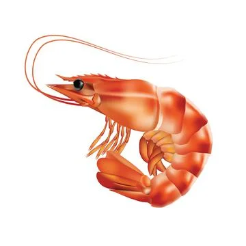 Boiled shrimp on white Stock Illustration