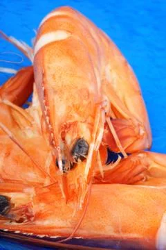 Boiled shrimps macro Stock Photos