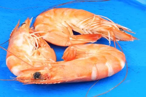 Boiled shrimps. Stock Photos