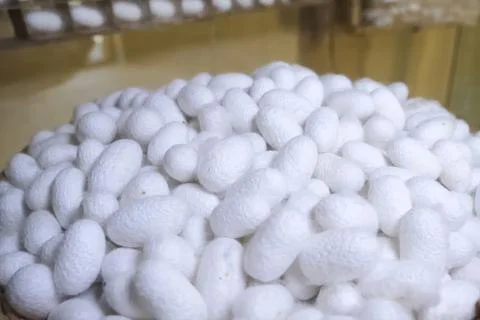 Boiled silkworm cocoons, preparing cocoons for unweaving them into threads Stock Photos