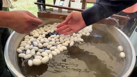  Boiled silkworm traditional folkways Video stock 251230801