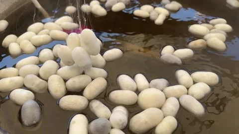  Boiled silkworm traditional folkways Stock Footage 251230869