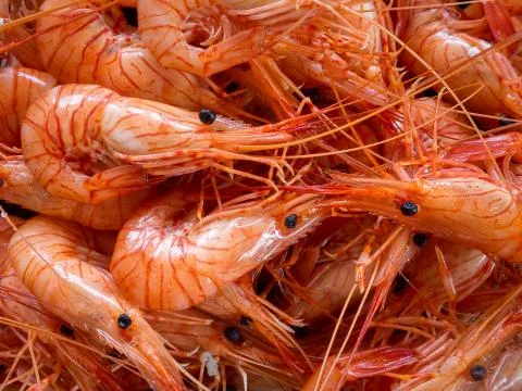 Boiled small shrimp close up Stock Photos