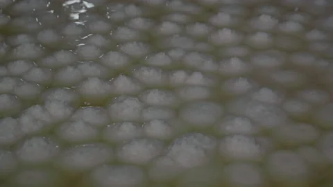 Boiled stuffed dumplings Stock Footage 162249381