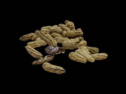 Boiled tiger peanuts on a black background. Stock Photos