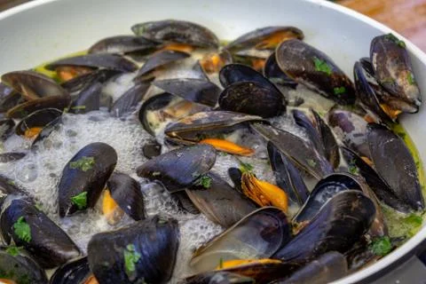 Boiling blue mussels in white wine closeup Stock Photos