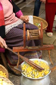 Boiling cocoon in a pot to prepare a cocoon silk. Stock Photos