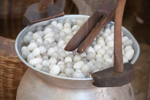 Boiling cocoon silkworm Stock Photos