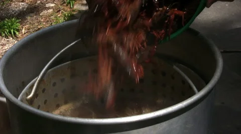 Boiling Crawfish Stock Footage 2649421