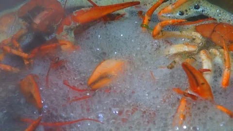 Boiling crayfish at saucepan, closeup Stock Footage 120001464