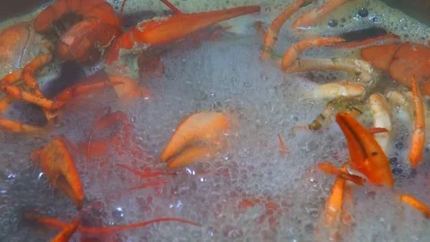 Boiling crayfish at saucepan, closeup Stock Footage 120001522