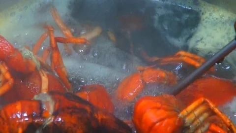 Boiling crayfish at saucepan, closeup Stock Footage 120001704