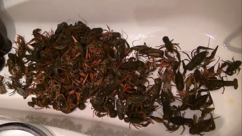 Boiling crayfish at saucepan, closeup Stock Footage 120001841