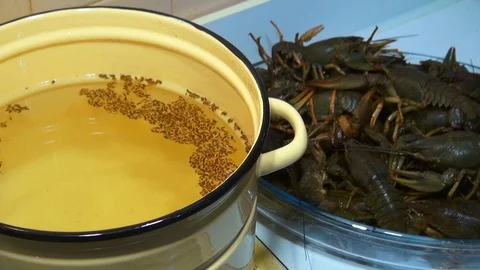 Boiling crayfish at saucepan, closeup Stock Footage 120002345