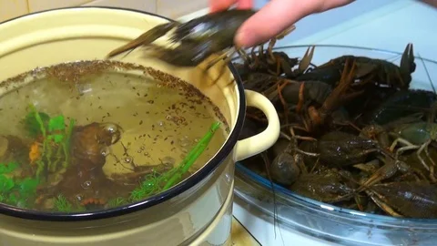 Boiling crayfish at saucepan, closeup Stock Footage 120002414