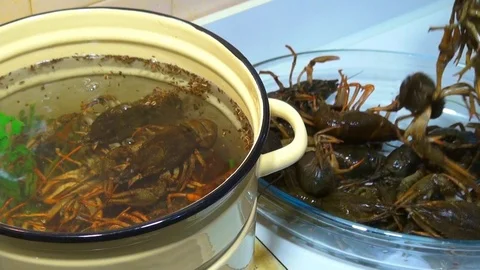 Boiling crayfish at saucepan, closeup Stock Footage 120002482
