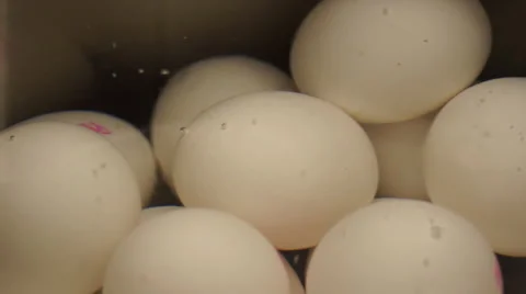 Boiling eggs Stock-Footage 44794193