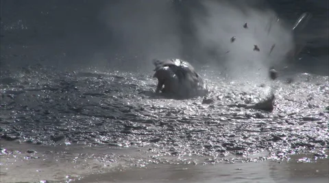 Boiling geothermal Mud Pool Stock Footage 44783001