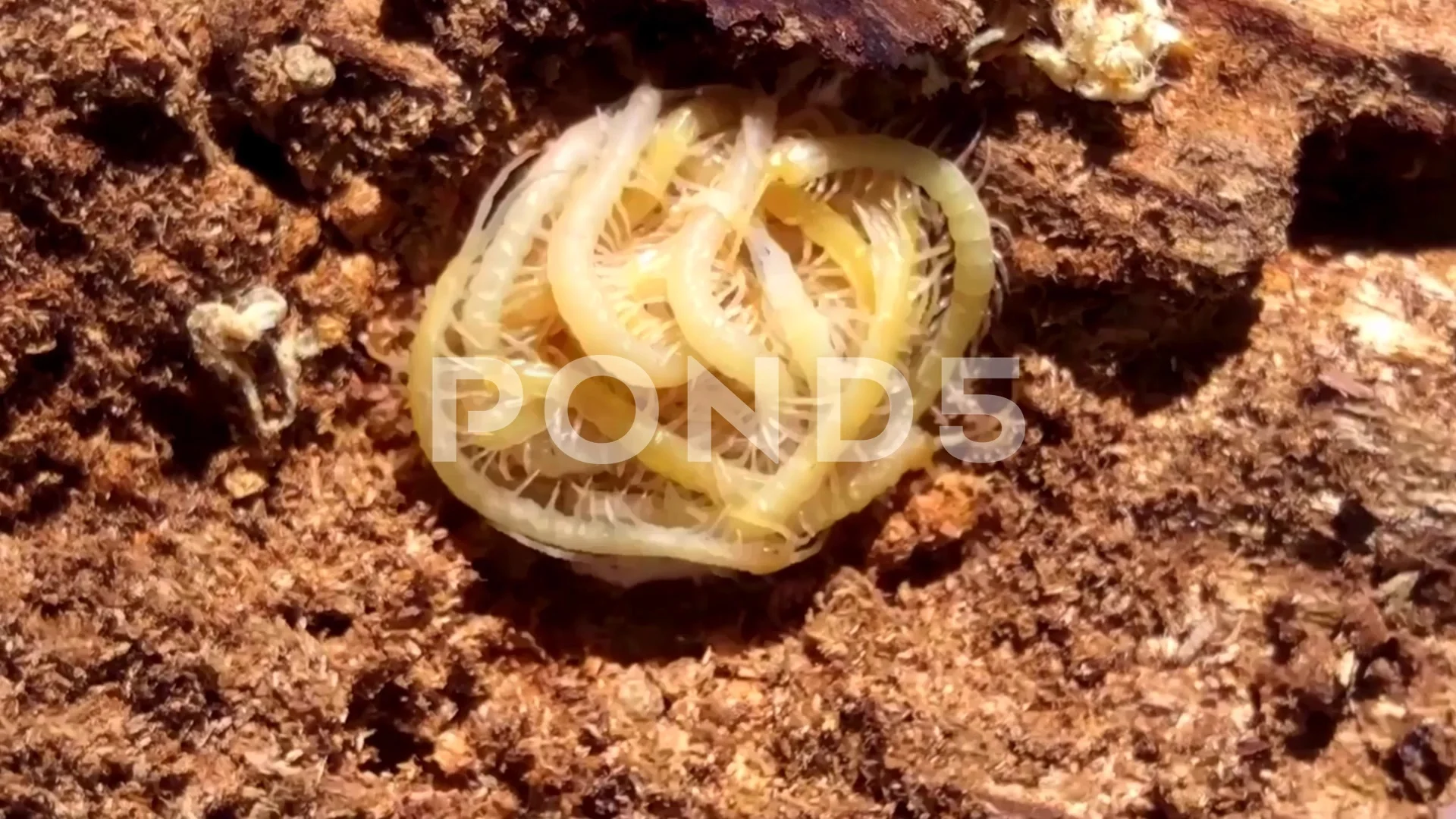 Centipede Nest