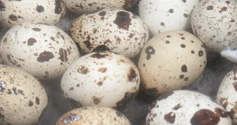 Boiling quail eggs on water Stock Footage 141074928