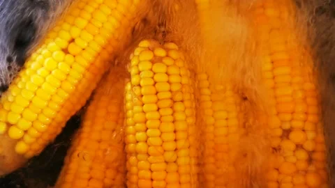 Boiling Sweet Corn Stock Footage 170799143