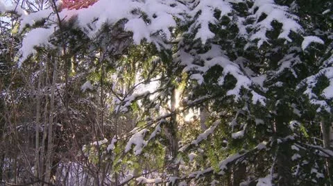 Boisé Stock Footage 21360904