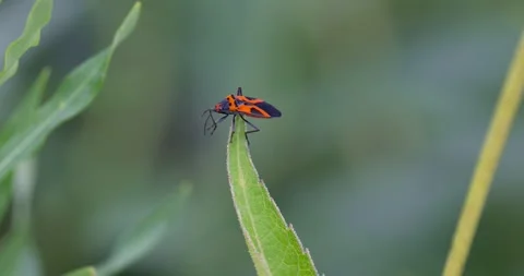 Boisea trivittata, also called the eastern boxelder bug also known as Maple.. Stock Footage 314341631