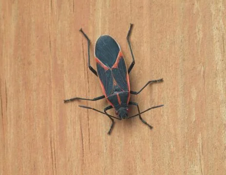 Boisea trivittata - boxelder bug Stock Photos