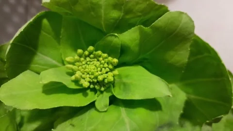 Bok choy chinese leaf vegetable flower buds raw food video footage Stock Footage 337437971