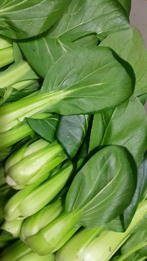 Bok choy chinese leaf vegetable raw food video footage Stock Footage 337438013