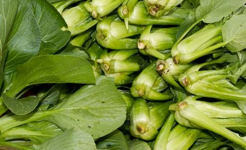 Bok choy on display Stock-Fotos