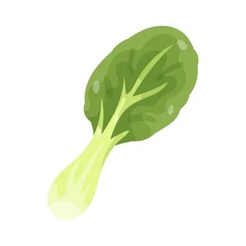 Bok choy Stock Illustration
