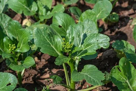 Bok Choy Stock Photos