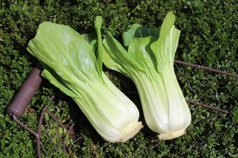 Bok choy in a thyme field Stock Photos