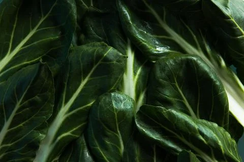 Bok choy vegetable on blue background 写真素材