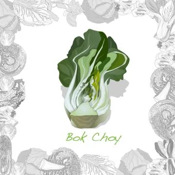 Bok choy vegetable illustration isolated on the white background. Vector imag Stock Illustration