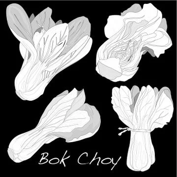 Bok choy vegetable vector Ilustración de archivo