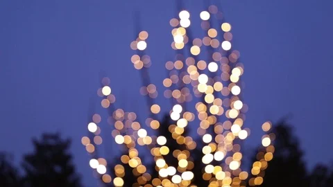 Boke on a tree Stock Footage 123665899