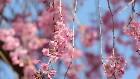 Bokech flowers jap cherry Stock Footage 272832224