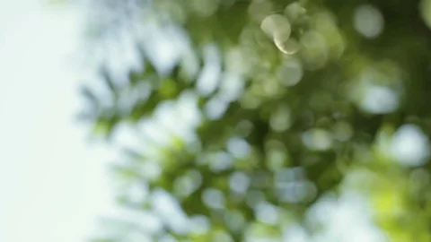 Bokeh against the background of the sun and foliage Stock Footage 75797205