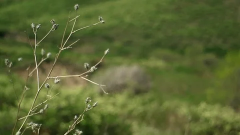 Bokeh and grass Видео 88742688